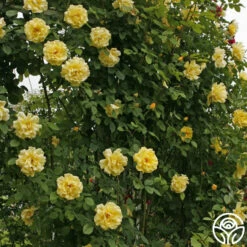 Golden Gate™ -HEIRLOOM ROSES Sales golden gate logo 04