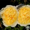 Golden Globe™ 2 Golden Globe™ -HEIRLOOM ROSES Sales golden globe 1 5