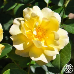 Golden Moss -HEIRLOOM ROSES Sales golden moss 1 3