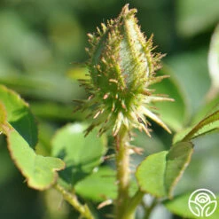 Golden Moss -HEIRLOOM ROSES Sales golden moss 2 1