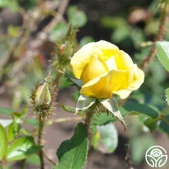 Golden Moss -HEIRLOOM ROSES Sales golden moss 4 4