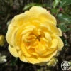 Golden Moss -HEIRLOOM ROSES Sales golden moss 5 4