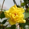 Golden Showers® -HEIRLOOM ROSES Sales golden showers logo 02