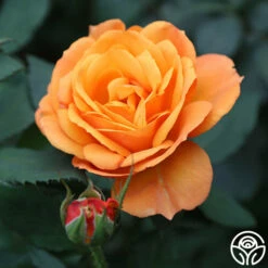 Good As Gold 10 Good As Gold -HEIRLOOM ROSES Sales good as gold 2 2