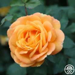 Good As Gold 13 Good As Gold -HEIRLOOM ROSES Sales good as gold 3 2