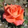Good Life™ -HEIRLOOM ROSES Sales good life 2 5