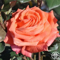 Good Life™ -HEIRLOOM ROSES Sales good life 3 1 1