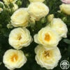 Good Ol' Summertime™ -HEIRLOOM ROSES Sales good ol summertime 17