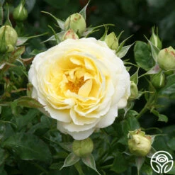 Good Ol' Summertime™ 11 Good Ol' Summertime™ -HEIRLOOM ROSES Sales good ol summertime 1 8