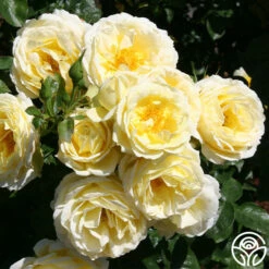 Good Ol' Summertime™ 13 Good Ol' Summertime™ -HEIRLOOM ROSES Sales good ol summertime 2 1
