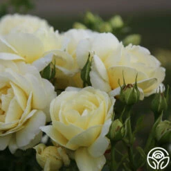 Good Ol' Summertime™ 10 Good Ol' Summertime™ -HEIRLOOM ROSES Sales good ol summertime 3