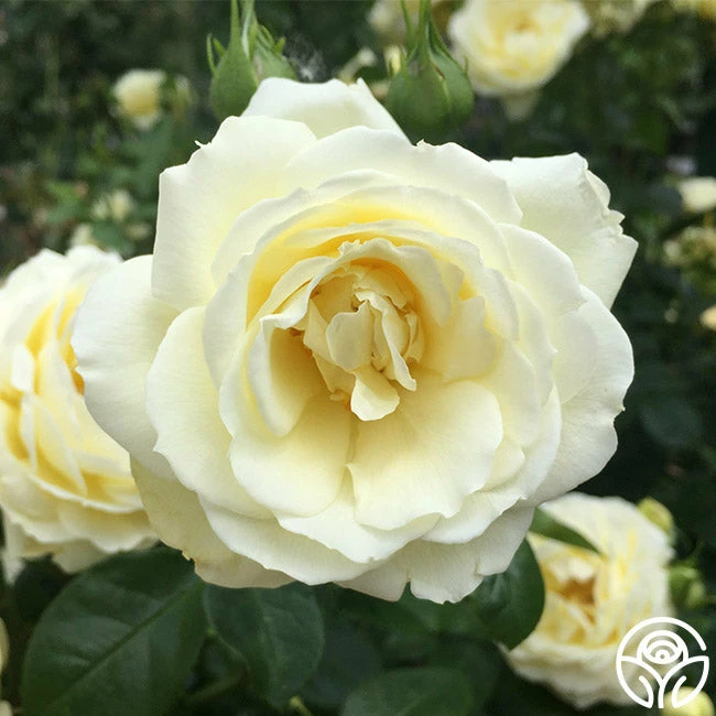 Good Ol' Summertime™ 9 Good Ol' Summertime™ - Image 7