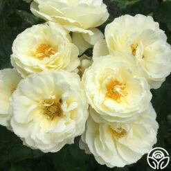 Good Ol' Summertime™ 14 Good Ol' Summertime™ -HEIRLOOM ROSES Sales good ol summertime 8