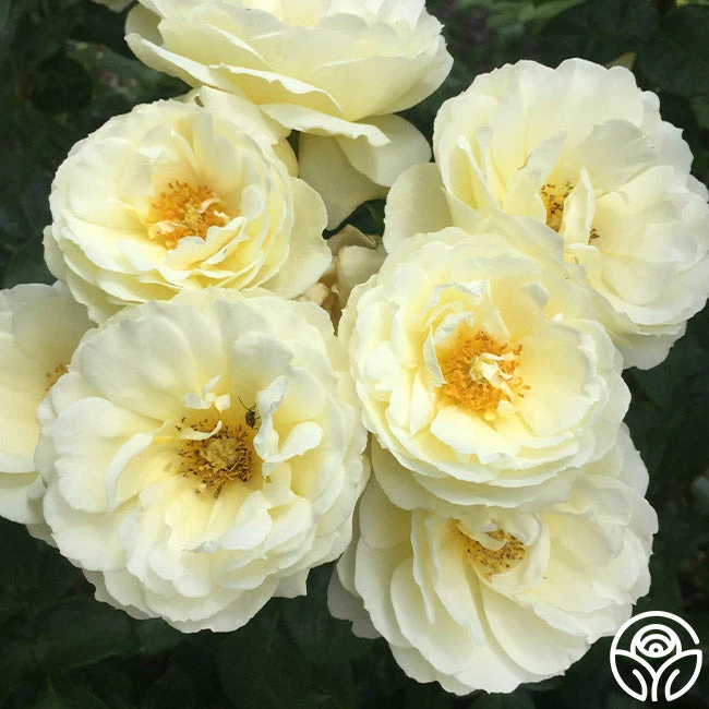 Good Ol' Summertime™ 8 Good Ol' Summertime™ - Image 6