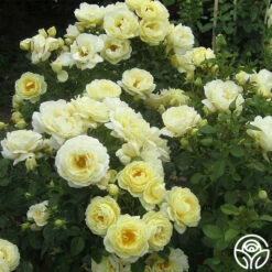 Good Ol' Summertime™ 12 Good Ol' Summertime™ -HEIRLOOM ROSES Sales good ol summertime 9