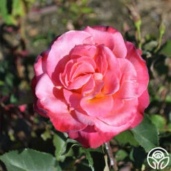 Granada 11 Granada -HEIRLOOM ROSES Sales granada 2 8