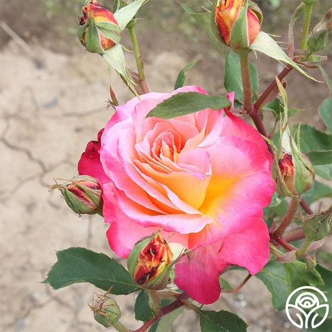 Granada 6 Granada - Image 4