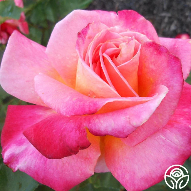 Granada 5 Granada - Image 3