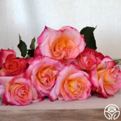 Granada 8 Granada -HEIRLOOM ROSES Sales granada 7 8