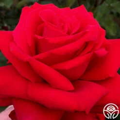 Eleganza® Grande Amore -HEIRLOOM ROSES Sales grande amore 11