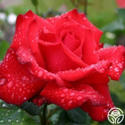 Eleganza® Grande Amore -HEIRLOOM ROSES Sales grande amore 15