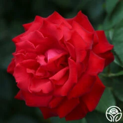 Eleganza® Grande Amore -HEIRLOOM ROSES Sales grande amore 18