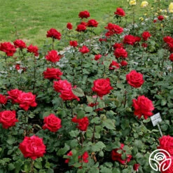 Eleganza® Grande Amore -HEIRLOOM ROSES Sales grande amore 1 2