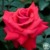 Eleganza® Grande Amore -HEIRLOOM ROSES Sales grande amore 3