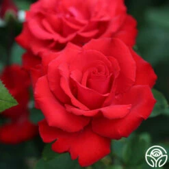 Eleganza® Grande Amore -HEIRLOOM ROSES Sales grande amore 41
