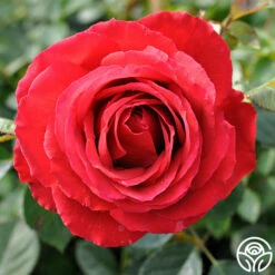 Eleganza® Grande Amore -HEIRLOOM ROSES Sales grande amore 51