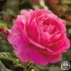 Grande Dame™ -HEIRLOOM ROSES Sales grande dame 11