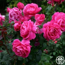 Grande Dame™ -HEIRLOOM ROSES Sales grande dame 8