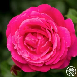 Grande Dame™ -HEIRLOOM ROSES Sales grande dame 9