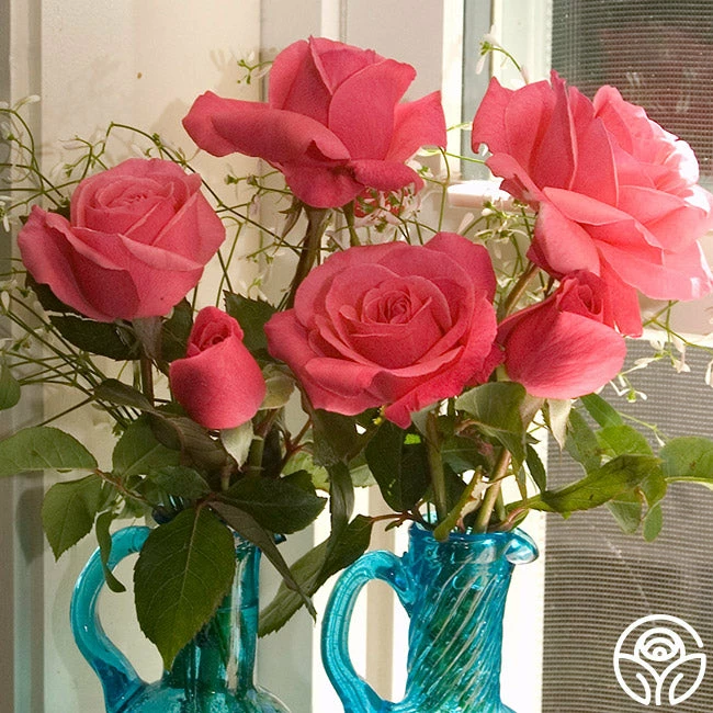 Grandma's Blessing 4 Grandma's Blessing - Image 2