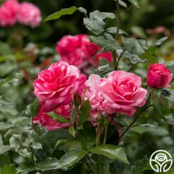 Grandma's Blessing 9 Grandma's Blessing -HEIRLOOM ROSES Sales grandma s blessing 3
