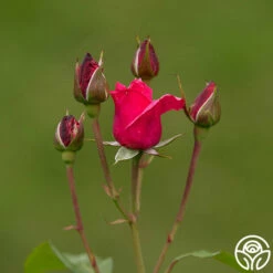 Grandma's Blessing 8 Grandma's Blessing -HEIRLOOM ROSES Sales grandma s blessing 4