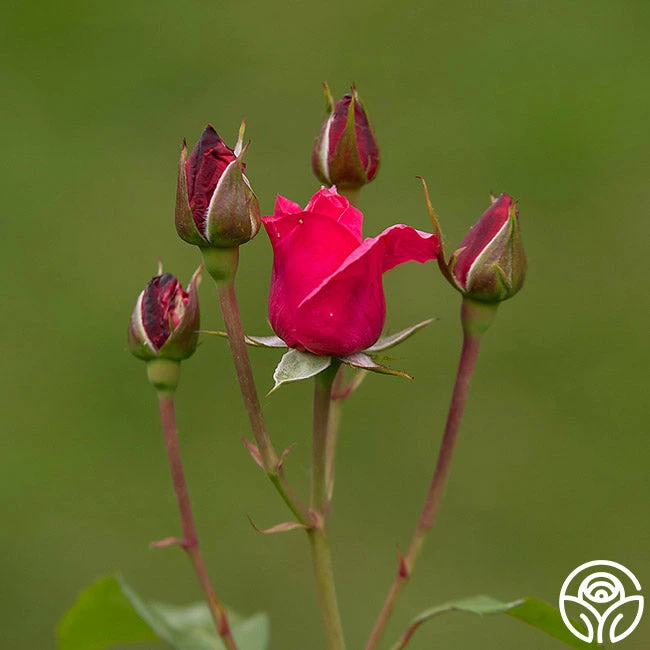 Grandma's Blessing 5 Grandma's Blessing - Image 3