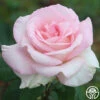 Great Century 2 Great Century -HEIRLOOM ROSES Sales great century 1 1 1
