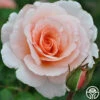 Great Expectations -HEIRLOOM ROSES Sales great expectations