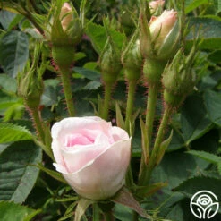 Great Maiden's Blush -HEIRLOOM ROSES Sales great maidens blush 1