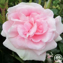 Great Maiden's Blush -HEIRLOOM ROSES Sales great maidens blush 3