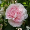 Great Maiden's Blush -HEIRLOOM ROSES Sales great maidens blush 4