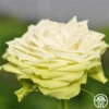 Green Romantica® -HEIRLOOM ROSES Sales green romantica