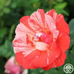 Grimaldi ® 9 Grimaldi ® -HEIRLOOM ROSES Sales grimaldi 1 2