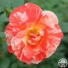 Grimaldi ® -HEIRLOOM ROSES Sales grimaldi 2 4
