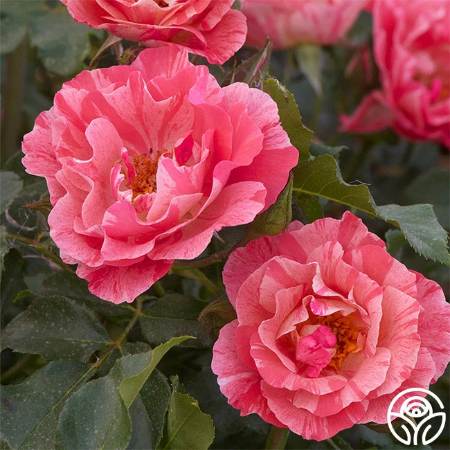 Grimaldi ® 4 Grimaldi ® - Image 2