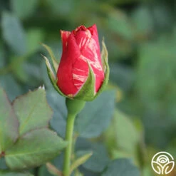 Grimaldi ® 10 Grimaldi ® -HEIRLOOM ROSES Sales grimaldi 5 2