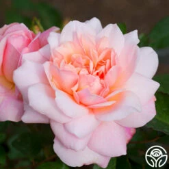 Gruss An Aachen 11 Gruss An Aachen -HEIRLOOM ROSES Sales gruss an aachen 2 1 1