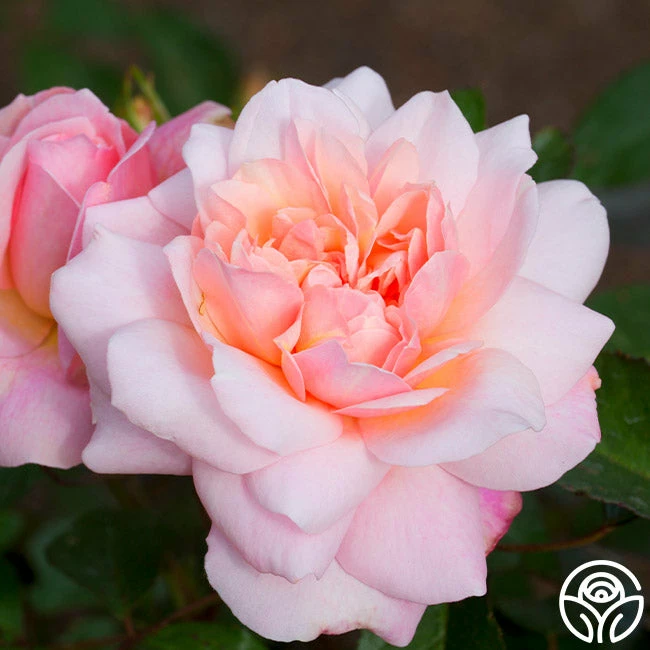 Gruss An Aachen 7 Gruss An Aachen - Image 5