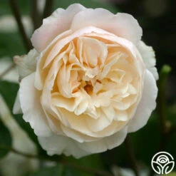 Gruss An Aachen 8 Gruss An Aachen -HEIRLOOM ROSES Sales gruss an aachen 3 8